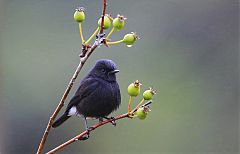 Pied Bushchat